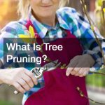 What Is Tree Pruning?
