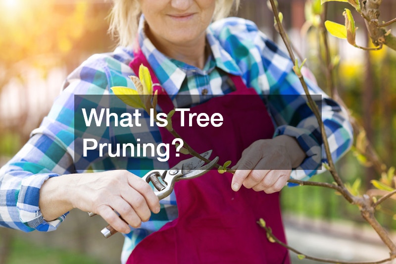 What Is Tree Pruning?